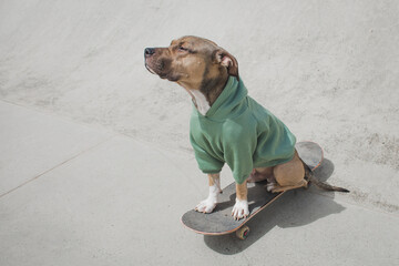 Pitbull  dog in a sweatshirt rides in a skate park on a skateboard © Снежана Гришина