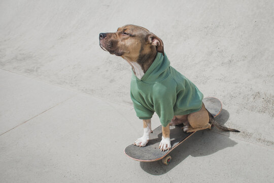 Skate Dog" Images – Browse 21 Stock Photos, Vectors, and Video | Adobe Stock