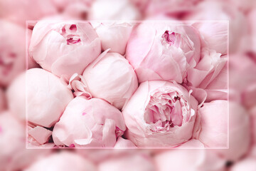 pink peonies floral background with blurred edge, mother's day and women's day greeting card