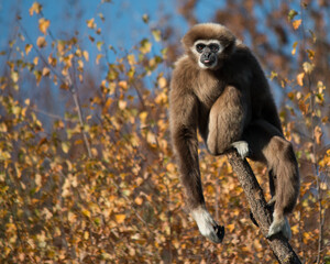 Gibbon à mains  blanche qui tire la langue :-) Singe des pays d’Asie