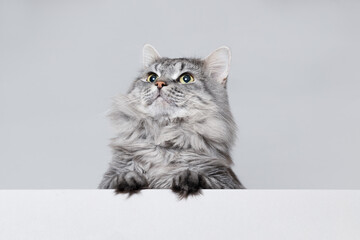 Funny large longhair gray kitten with beautiful big green eyes lying on white table. Lovely fluffy smiling cat. Free space for text.