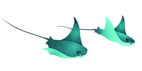 Manta ray fishes, oceanic animals, sea creatures vector illustration. Turquoise eagle ray fishes, mobula scube abstract vector. Eagle or devil fish couple, underwater stingray giant ocean animals.