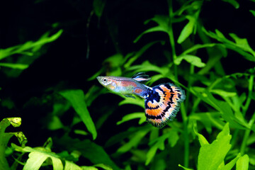 モザイクグッピー　グッピー　アクアリウム