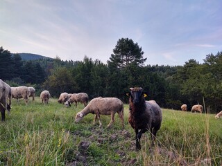 Sheep on the meadow eating grass in the herd. Slovakia