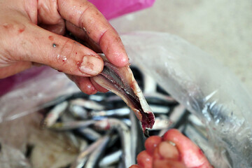 a housewife sorting fish, cleaning fish before cooking, a woman separating fish bones,