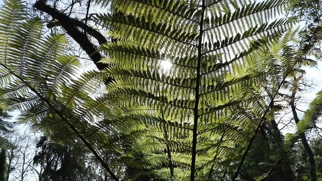 Sphaeropteris excelsa or Cyathea brownii or Norfolk tree fern or smooth tree fern in the forest.