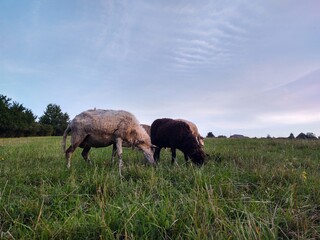 Fototapeta premium Sheep on the meadow eating grass in the herd. Slovakia
