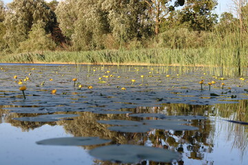 żółte kaczeńce nad jeziorem
