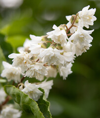 Białe kwiaty © Dariusz