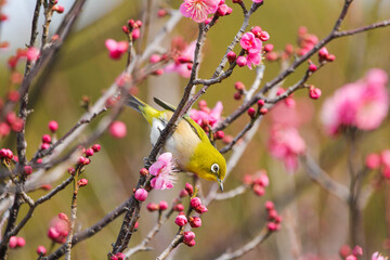 梅の花に止まるメジロ
