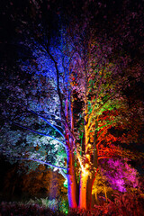 Tree illuminated in blue, green, red and magenta
