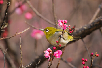 梅の花に止まるメジロ