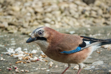 close up of a jay (Garrulus glandarius) eating bird seed and bread from amongst patio stones