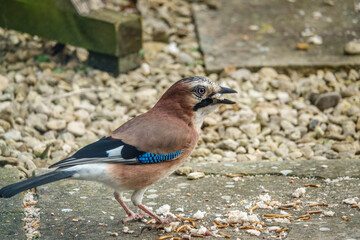 close up of a jay (Garrulus glandarius) with a beak full of bread  