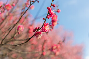 早春、梅の花