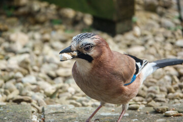 close up of a jay (Garrulus glandarius) with a beak full of bread  