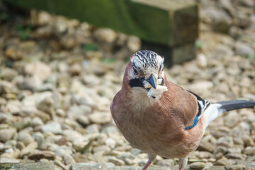 close up of a jay (Garrulus glandarius) with a beak full of bread  