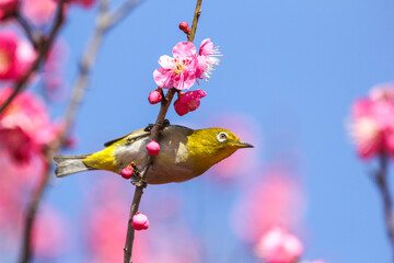 梅の花に止まるメジロ
