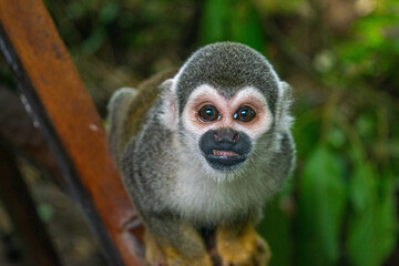 close up of a squirrel