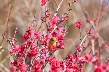 梅の花に止まるメジロ