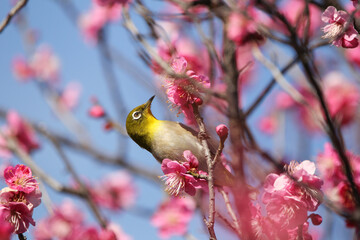 梅の花に止まるメジロ
