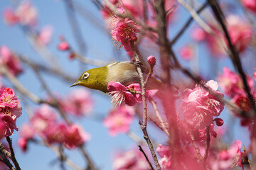 梅の花に止まるメジロ