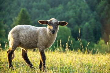 Obraz premium Sheep on the meadow eating grass in the herd during colorful sunrise or sunset. Slovakia