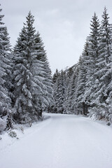 Obraz premium Forest road to the mountains