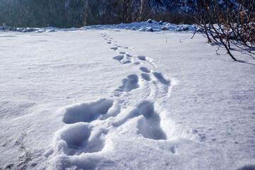 Hare footprints in the snow