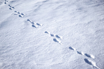 Hare footprints in the snow