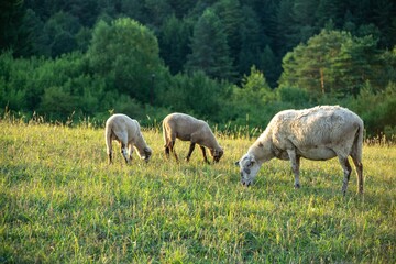 Naklejka na ściany i meble Sheep on the meadow eating grass in the herd during colorful sunrise or sunset. Slovakia