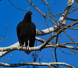 A black vulture sitting on a sycamore limb against a brilliant, blue sky.