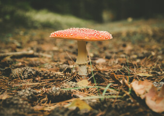 Amanita muscaria in the forest