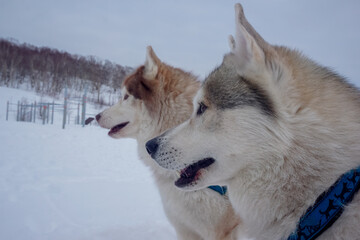 White dogs at the traditional Beringia race