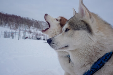 White dogs at the traditional Beringia race