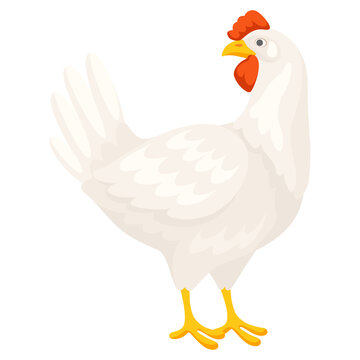 Illustration of white chicken. Images for food and agricultural industries.