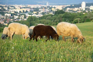Sheep on the meadow eating grass in the herd during colorful sunrise or sunset. Slovakia