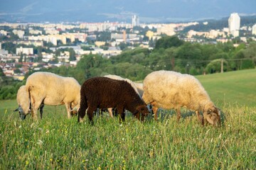 Sheep on the meadow eating grass in the herd during colorful sunrise or sunset. Slovakia