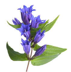 Willow gentian © Scisetti Alfio