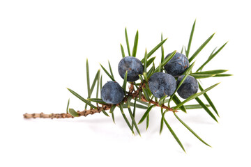 Juniper branch with blue berries - 484022525
