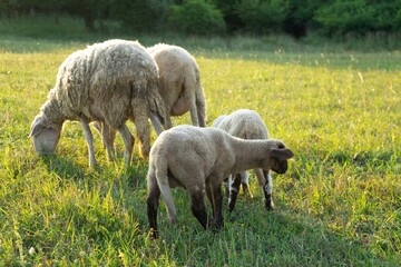 Sheep on the meadow eating grass in the herd during colorful sunrise or sunset. Slovakia