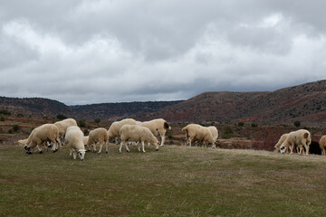 Naklejka na ściany i meble sheep in the mountains