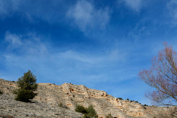 The natural park of Hoces del Río Riaza is located in the northeast of the province of Segovia. Spain's griffon vulture reserve and Natura 2000 network.