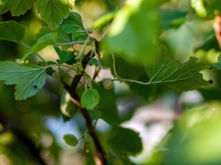 blackcurrant berries ripen in the garden