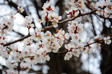 White blooming cherry blossoms. Spring concept. Selective focus cherry flowers against background of blurry flowering branches.