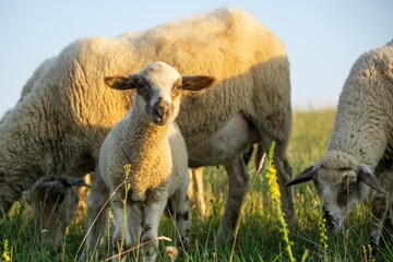 Sheep on the meadow eating grass in the herd. Slovakia