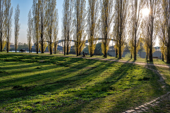 Elbpark Entenwerder - ein Park an der Elbe in Hamburg mit Elbbr&uuml;cken und Pappeln und langen Schatten 
