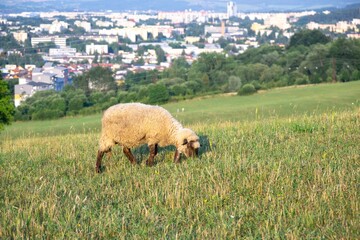 Sheep on the meadow eating grass in the herd. Slovakia