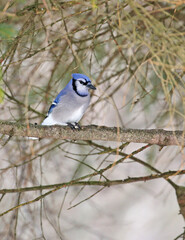 A colorful bluejay on a winter morning.