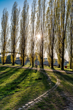 Elbpark Entenwerder - ein Park an der Elbe in Hamburg mit Elbbr&uuml;cken und Pappeln und langen Schatten 